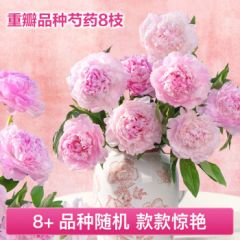 花点时间（Reflower）重瓣芍药花鲜花国产品种基地直采插花鲜切花真花生日礼物源头直发