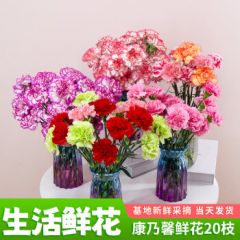 花句昆明基地直发康乃馨鲜花家庭生活鲜花母亲节鲜花 随机单头康乃馨18+2枝防损耗