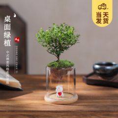 开时果 趣味苔藓微景观栽好发货 桌面迷你植物盆栽摆件盆景源头直发包邮 九里香（含爱心白熊+竹底托）