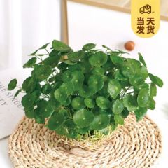 开时果 铜钱草水培盆栽带叶发货 绿植物水生金钱草桌面盆景源头直发包邮 【约100-150棵】铜钱草-不含盆 【精品铜钱草-带叶子】