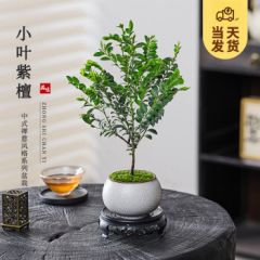 开时果 小叶紫檀盆栽桌面绿植黑骨茶 好养活办公室植物盆景源头直发包邮 【推荐款】金边裂纹盆+苔藓+底托