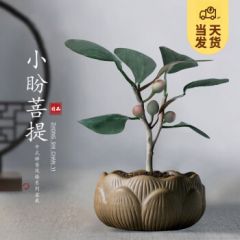 开时果 小盼菩提盆栽（带果发货）中式禅意绿植物桌面盆景源头直发包邮 莲花盆+黄金沙（3-5颗大果） 小盼菩提（带果发货-含盆植）