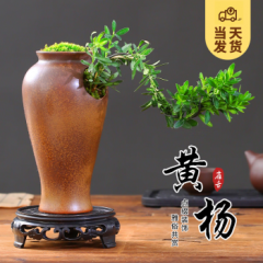 开时果 老桩雀舌黄杨飘枝造型盆栽 办公室内微景观常青绿植源头直发包邮 雀舌黄杨+浅棕残缺盆+底座