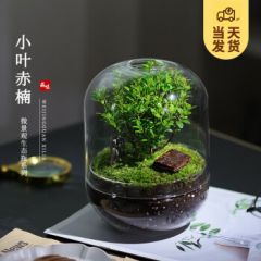 开时果 生命之树创意微景观 生态瓶礼物盆栽桌面绿植盆景源头直发包邮 世界之树—小叶赤楠（成品发货）