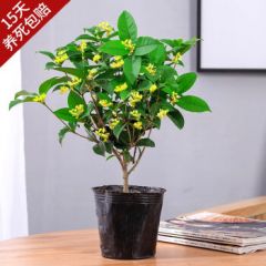 开时果 四季桂花树苗盆栽老桩浓香型 室内植物客厅绿植盆景源头直发包邮 【约35-40cm】原土盆 （加享 肥料）