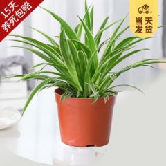 开时果 金边吊兰植物盆栽甲醛盆景 桌面花卉绿植水培垂吊兰源头直发包邮 小吊兰+原生盆