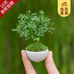 开时果 台湾达摩小叶九里香 桌面微型趣味迷你盆栽绿植盆景源头直发包邮 达摩九里香+圆形瓷盆